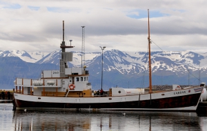 Husarvik, eine Whale Watchin Tour