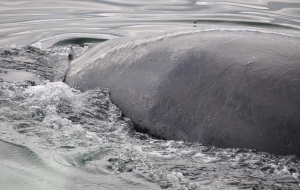 Husarvik, eine Whale Watchin Tour