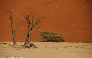 Sossus Vlei und Death Veil Namibia 2013
