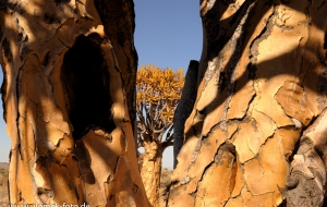 Köcherbaumwald Namibia 2013