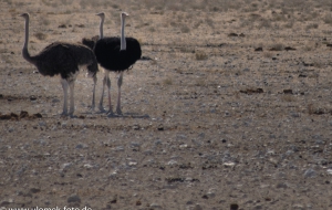 Etscha Nationalpark, Namibia 2013 Tag1