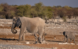 Etscha Nationalpark, Namibia 2013 Tag1