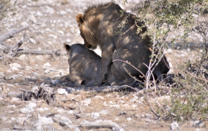 Etscha Nationalpark, Namibia 2013 Tag2