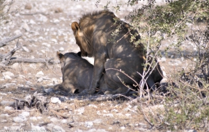 Etscha Nationalpark, Namibia 2013 Tag2