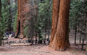 Sequoia National Park, Grand Grove Visitor Center, Giant Forrest, General Sherman Tree