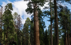 Sequoia National Park, Grand Grove Visitor Center, Giant Forrest, General Sherman Tree