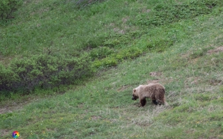 Denali Nationalpark Road bis Meile 92