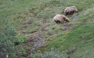 Denali Nationalpark Road bis Meile 92