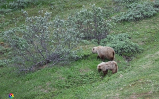 Denali Nationalpark Road bis Meile 92