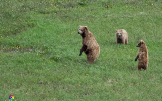 Denali Nationalpark Road bis Meile 92