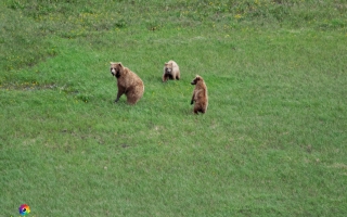 Denali Nationalpark Road bis Meile 92