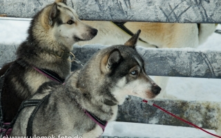 Husky Farm und Fahrt mit Schlittenhunden