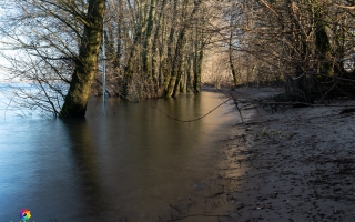 Rheindamm Nähe Xanten 30.12.19