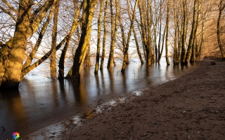 Rheindamm Nähe Xanten 30.12.19