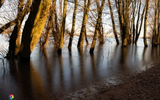 Rheindamm Nähe Xanten 30.12.19