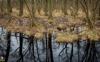 Zingst  Wanderung 06.02.2020