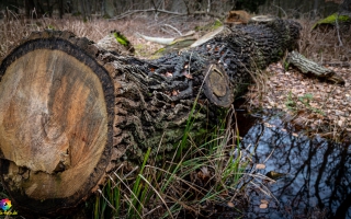 Zingst  Wanderung 06.02.2020