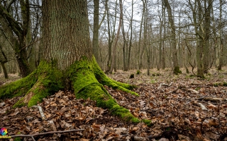 Zingst  Wanderung 06.02.2020