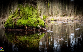 Zingst  Wanderung 06.02.2020