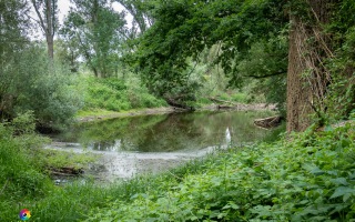 Siegauen und Siegmündung Wanderung 24.05.2020