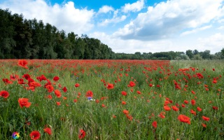 Siegauen und Siegmündung Wanderung 24.05.2020
