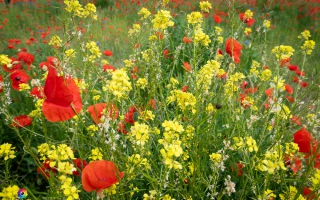 Siegauen und Siegmündung Wanderung 24.05.2020