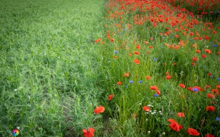 Siegauen und Siegmündung Wanderung 24.05.2020