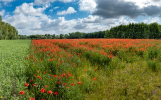 Siegauen und Siegmündung Wanderung 24.05.2020