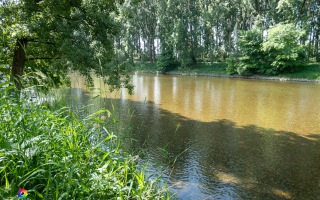 Siegauen und Siegmündung Wanderung 24.05.2020