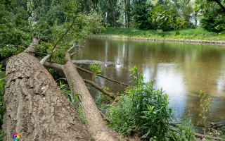 Siegauen und Siegmündung Wanderung 24.05.2020