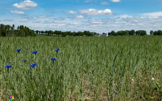 Ennepe Quellgebiet bei Halver, Wanderung am 31.05.2020