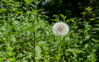 Ennepe Quellgebiet bei Halver, Wanderung am 31.05.2020