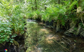 Ennepe Quellgebiet bei Halver, Wanderung am 31.05.2020