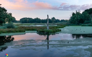 Nettetal De Wittsee Start bei Campingplatz Tiefotografie vom Beobachtungs Stand 18.08.2020