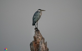 Nettetal De Wittsee Start bei Campingplatz Tiefotografie vom Beobachtungs Stand 18.08.2020