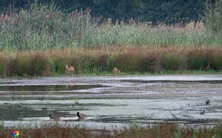 Nettetal De Wittsee Start bei Campingplatz Tiefotografie vom Beobachtungs Stand 18.08.2020