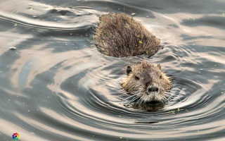 Nettetal De Wittsee Start bei Campingplatz Tiefotografie vom Beobachtungs Stand 18.08.2020