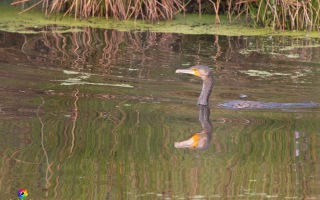Nettetal De Wittsee Start bei Campingplatz Tiefotografie vom Beobachtungs Stand 18.08.2020