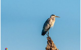 Nettetal De Wittsee Start bei Campingplatz Tiefotografie vom Beobachtungs Stand 18.08.2020