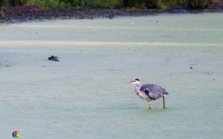 Nettetal De Wittsee Start bei Campingplatz Tiefotografie vom Beobachtungs Stand 18.08.2020