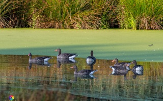 Nettetal De Wittsee Start bei Campingplatz Tiefotografie vom Beobachtungs Stand 18.08.2020