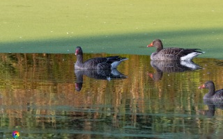 Nettetal De Wittsee Start bei Campingplatz Tiefotografie vom Beobachtungs Stand 18.08.2020