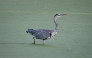Nettetal De Wittsee Start bei Campingplatz Tiefotografie vom Beobachtungs Stand 18.08.2020