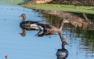 Nettetal De Wittsee Start bei Campingplatz Tiefotografie vom Beobachtungs Stand 18.08.2020