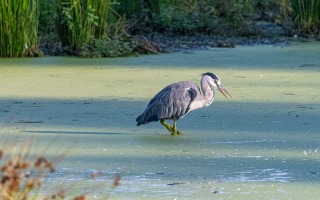 Nettetal De Wittsee Start bei Campingplatz Tiefotografie vom Beobachtungs Stand 18.08.2020