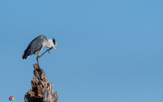 Nettetal De Wittsee Start bei Campingplatz Tiefotografie vom Beobachtungs Stand 18.08.2020