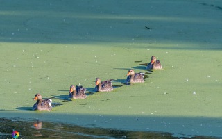 Nettetal De Wittsee Start bei Campingplatz Tiefotografie vom Beobachtungs Stand 18.08.2020