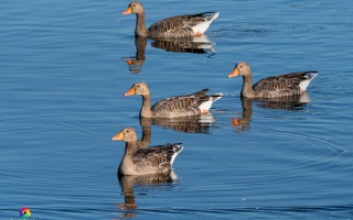 Nettetal De Wittsee Start bei Campingplatz Tiefotografie vom Beobachtungs Stand 18.08.2020