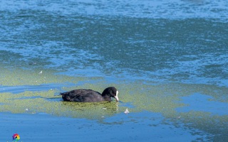 Nettetal De Wittsee Start bei Campingplatz Tiefotografie vom Beobachtungs Stand 18.08.2020