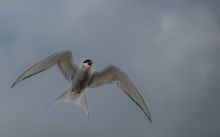 Z8A_6291